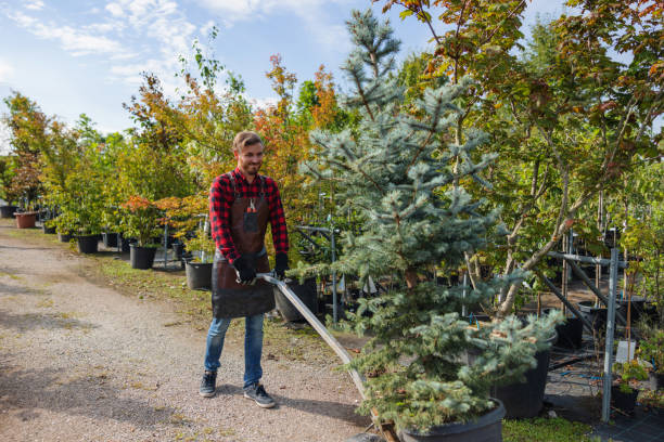 Best Dead Tree Removal  in Gra Forks Af, ND